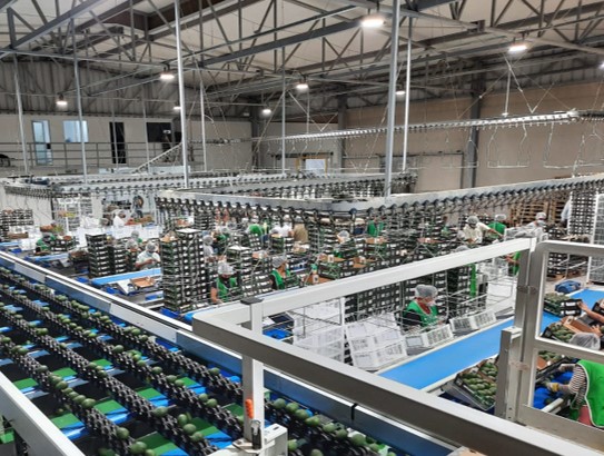 Equipo para Aguacate - vista 7