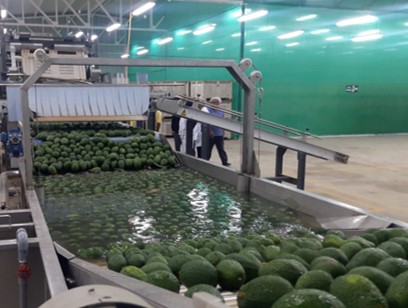 Equipo para Aguacate - vista 8